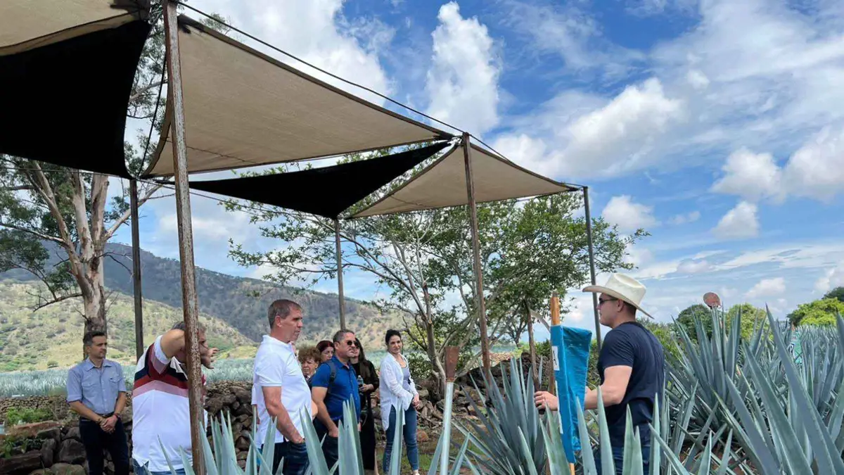 Copita glasses lined up for a professional tasting on a premium tequila route tour from Guadalajara, Jalisco